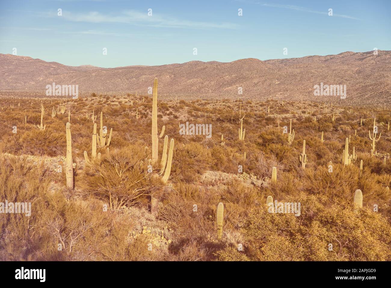 Saguaro cacti (Carnegiea gigantea), and surrounding plants at saguaro forest, Saguaro National Park, Arizona, USA. Stock Photo