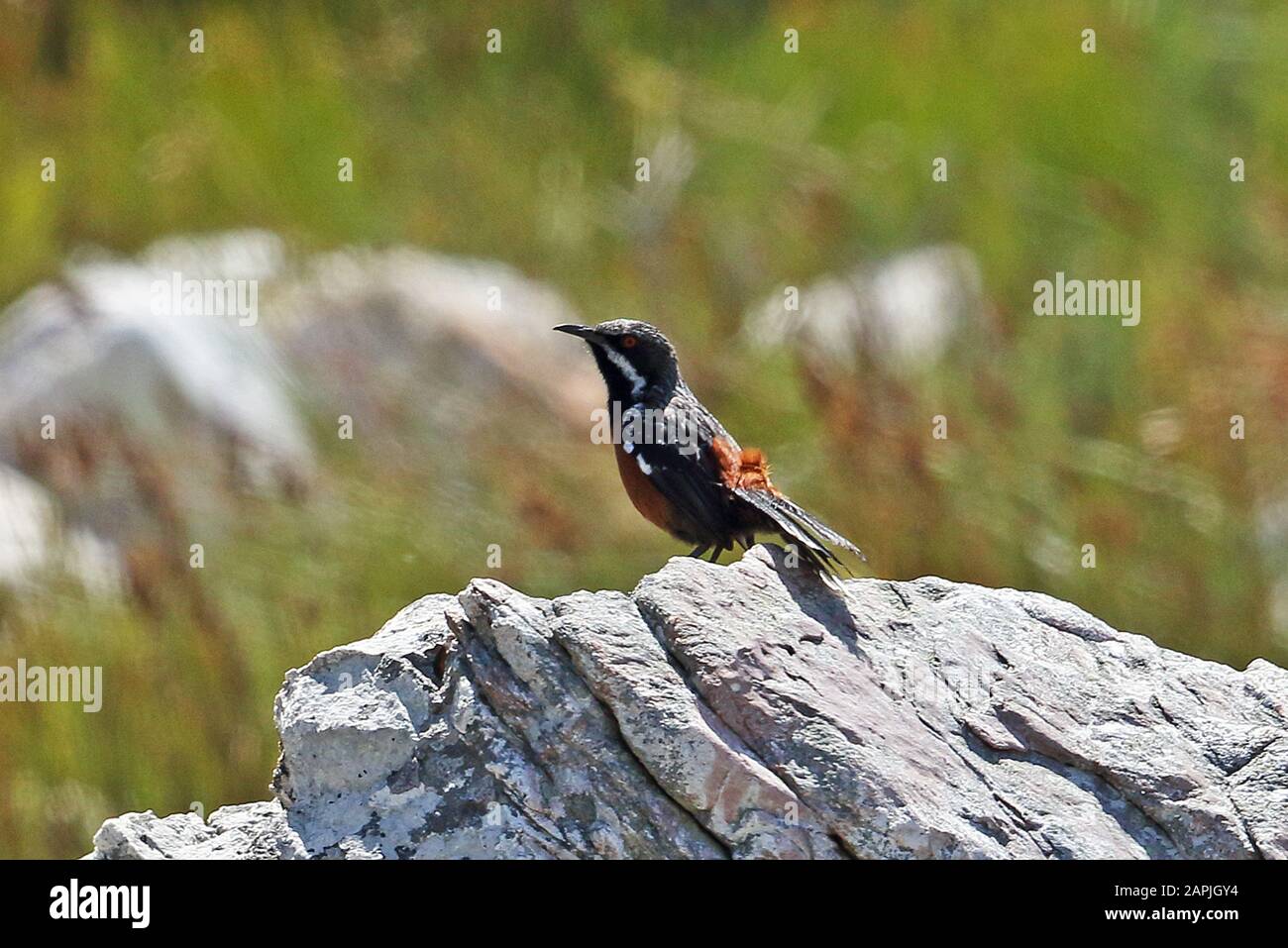 Cape Rockjumper (Chaetops frenatus) adult male perched on rock  southern West Cape, South Africa        November Stock Photo