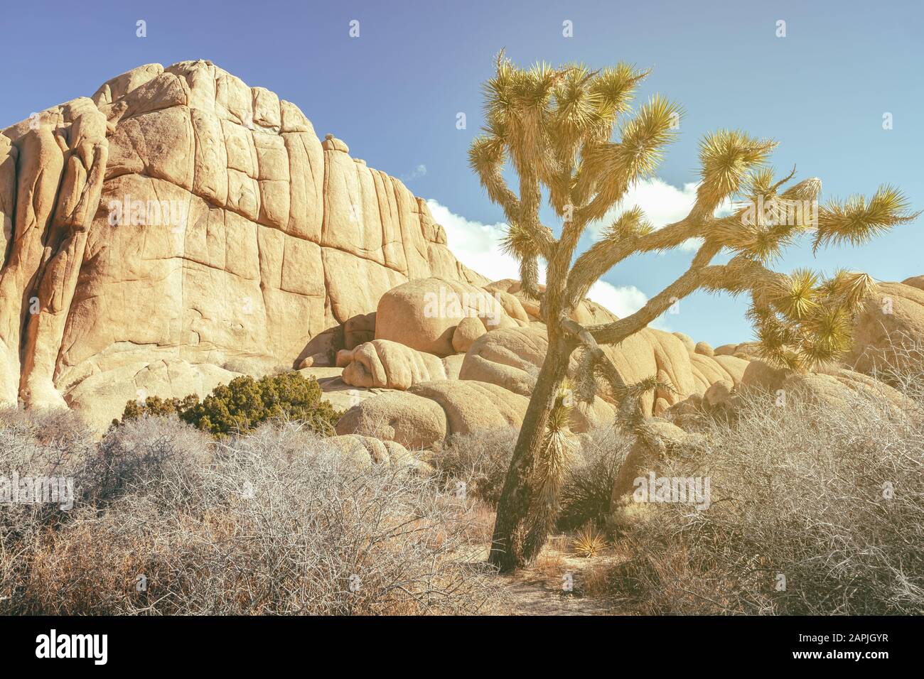 Joshua tree, Yucca brevifolia, and rock formations at Joshua Tree National Park, California, United States. Stock Photo