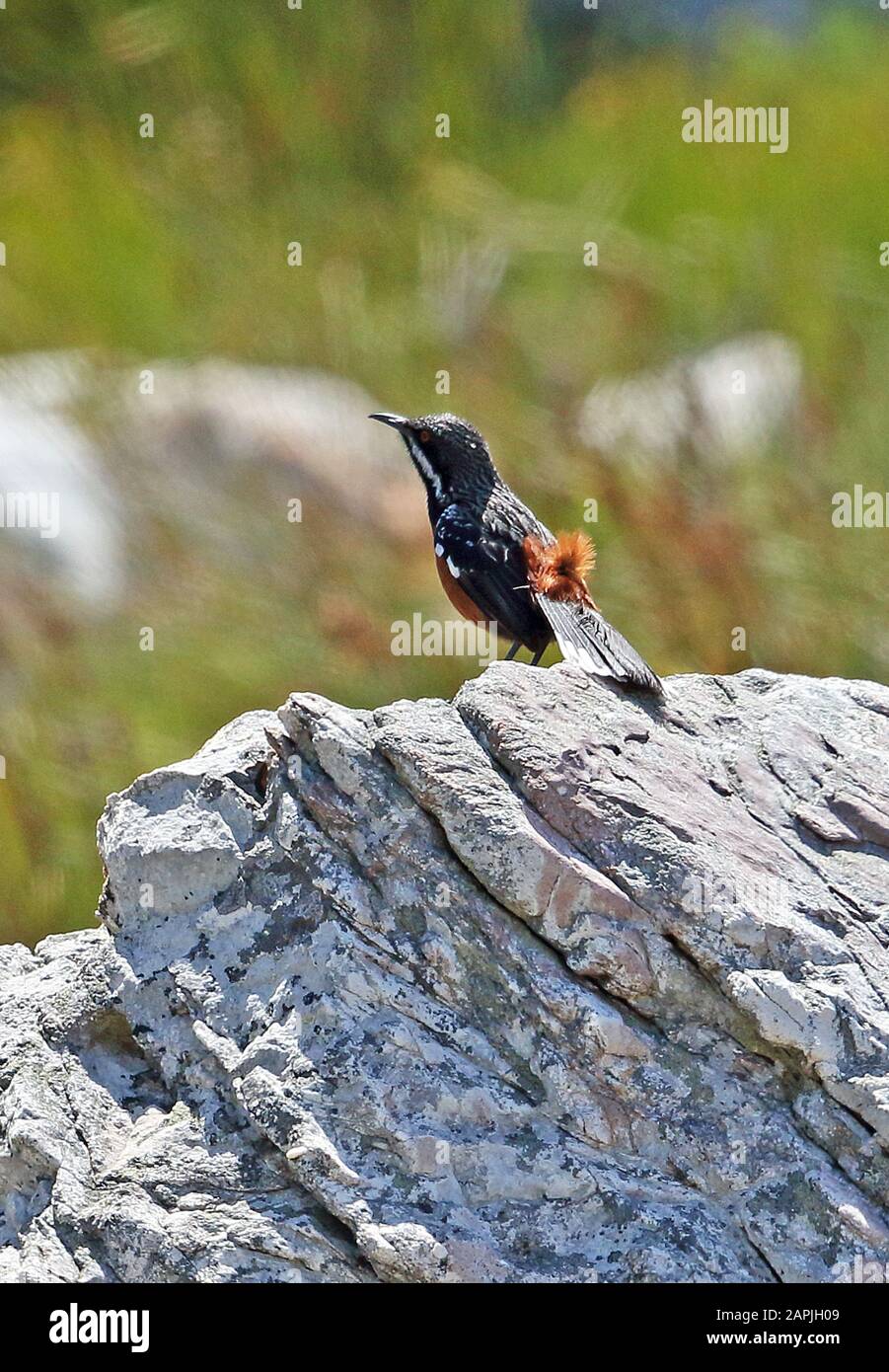 Cape Rockjumper (Chaetops frenatus) adult male perched on rock  southern West Cape, South Africa        November Stock Photo