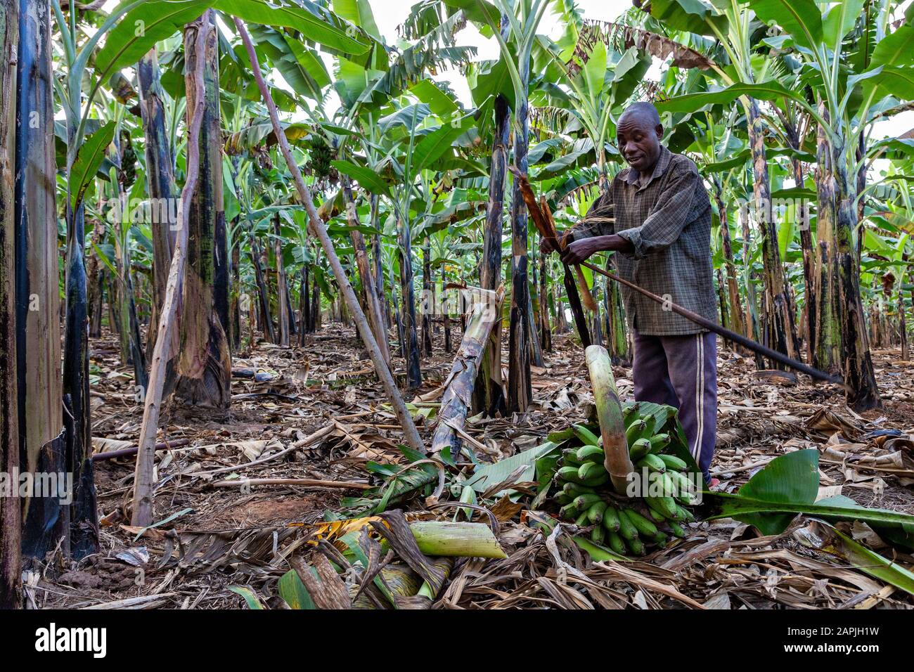 Local man picking and harvests bananas, in Kitwa, Uganda Stock Photo