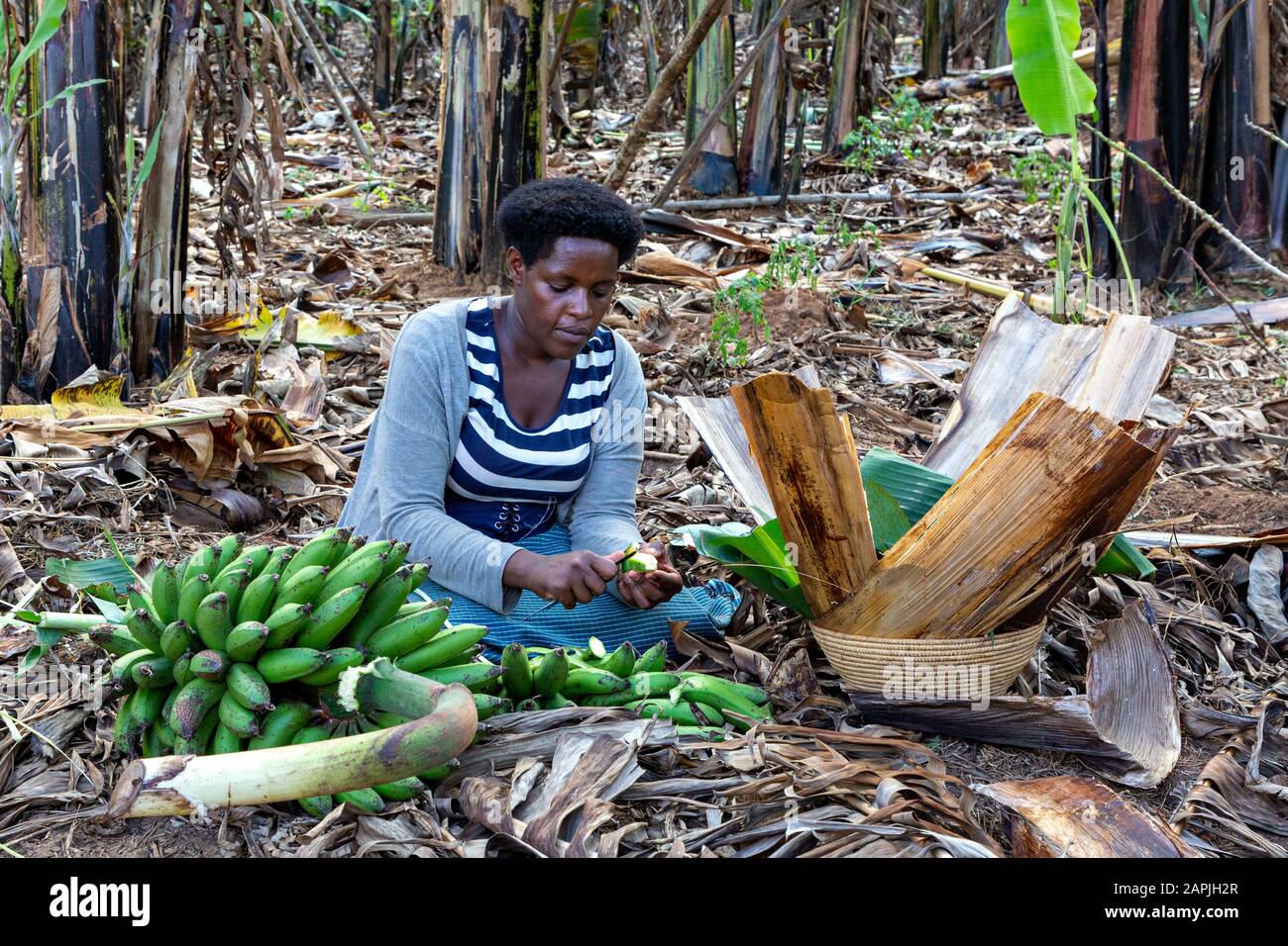 Woman making traditional, local banana dish, known as Matooke, which represents cooked bananas, in Kitwa, Uganda Stock Photo