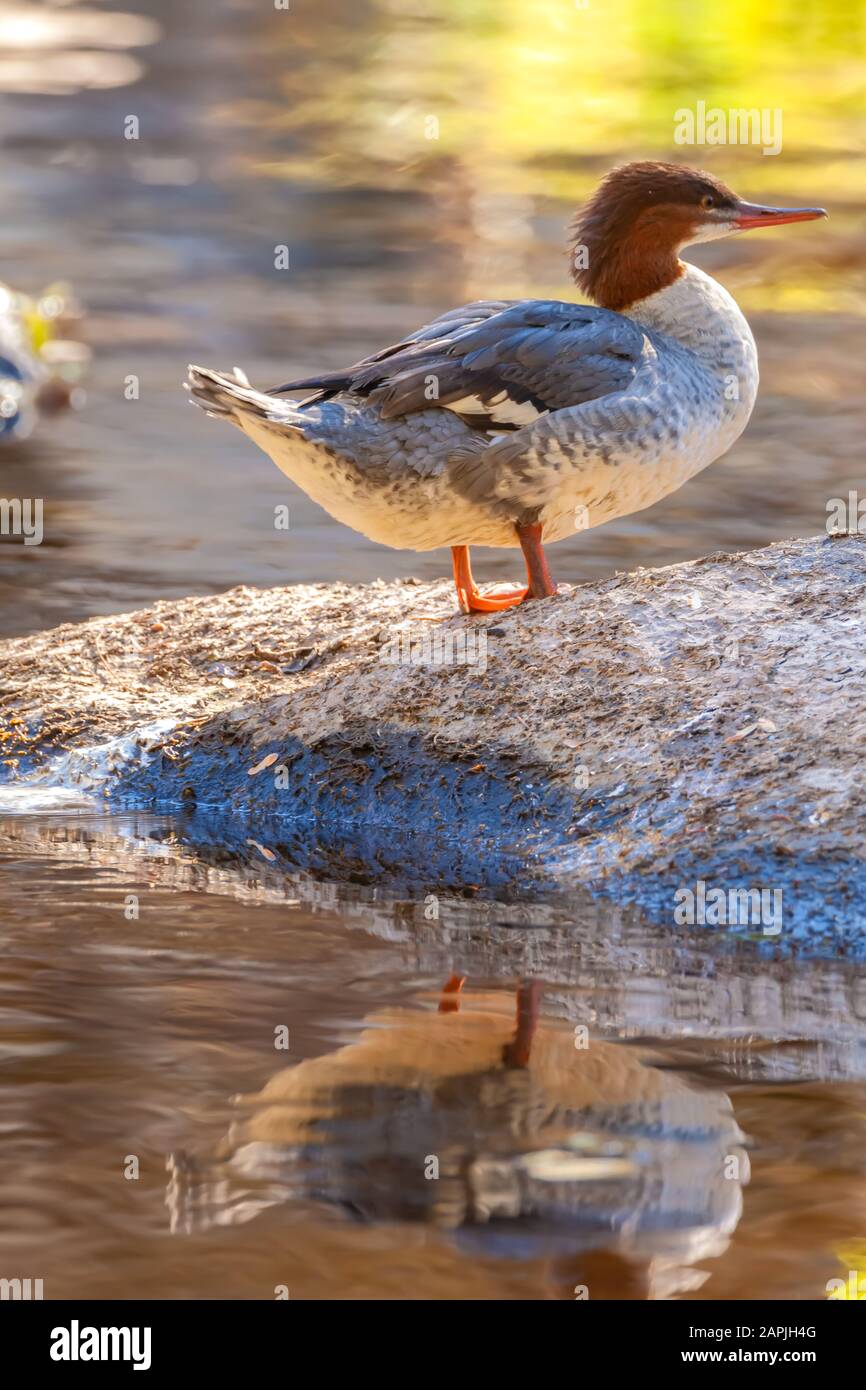 Juvenile common merganser (Mergus merganser) stands on a rock, with reflections, in the  Merced River, Yosemite National Park, California, USA Stock Photo
