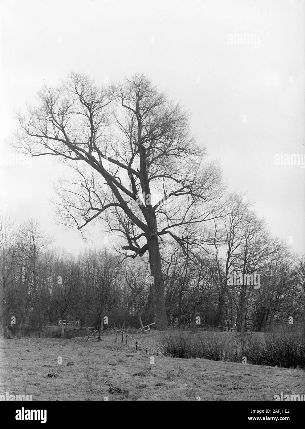 trees, canadian poplar Date: undated Location: Noord-Brabant, Vught Keywords: trees Personal name: canada poplar Stock Photo