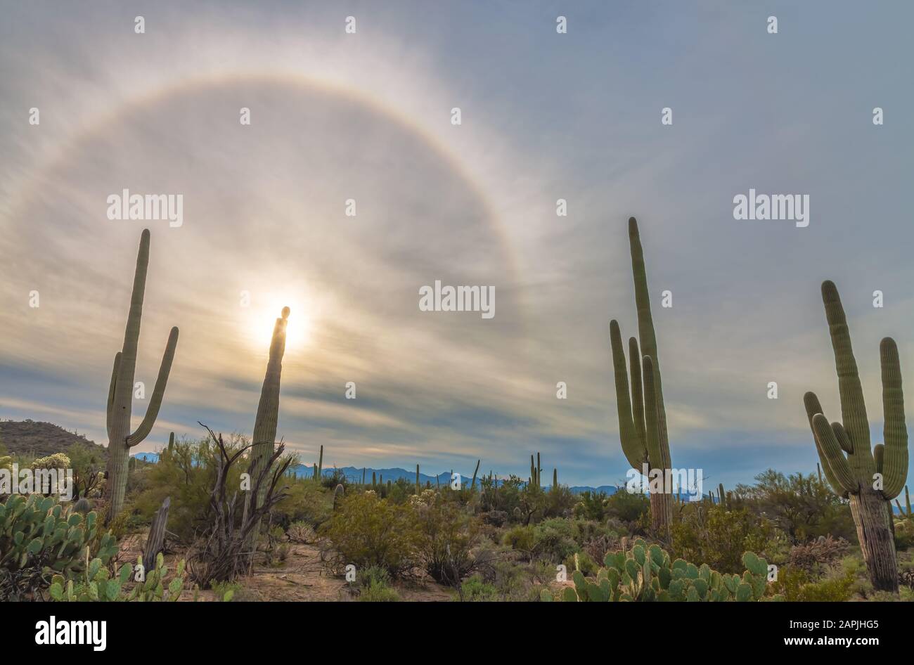 Saguaro cacti and the rainbow over the Saguaro National Park on a winter evening, Tucson, Arizona, United States. Stock Photo