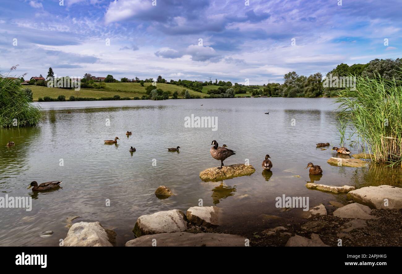 View of the beautiful landscape of the lake, plants and waterbirds.In the background hillocks, trees and a cloudy sky. Stock Photo
