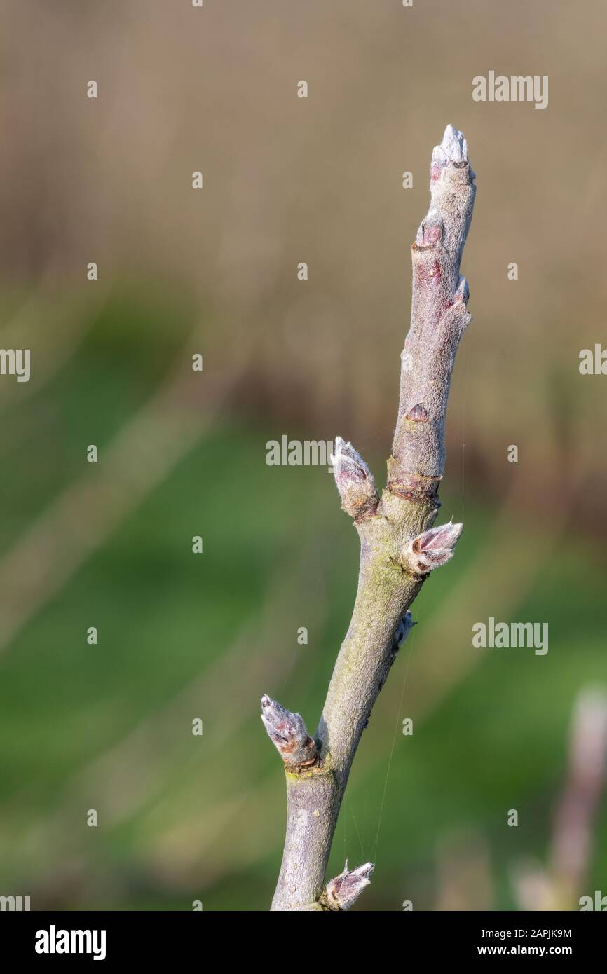 Close up of fruit bud on an apple tree Stock Photo Alamy