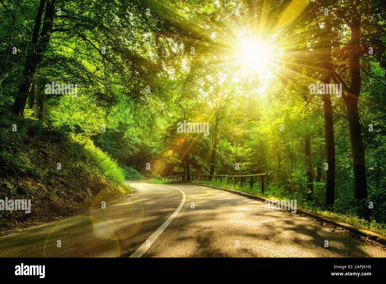 Landscape shot with the gold sun rays illumining a scenic road in a beautiful green forest, with light effects and shadows Stock Photo