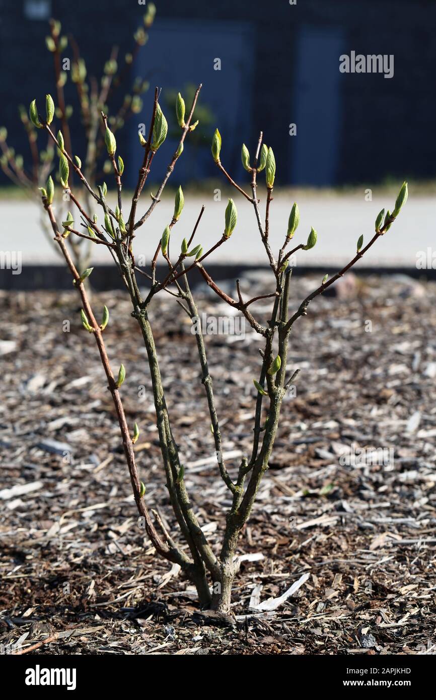 Small willow trees photographed during sunny spring day just before the