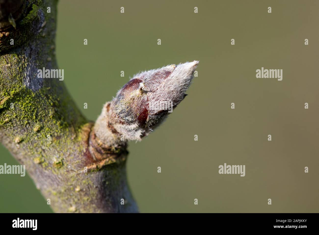 Macro shot of fruit bud on an apple tree Stock Photo Alamy