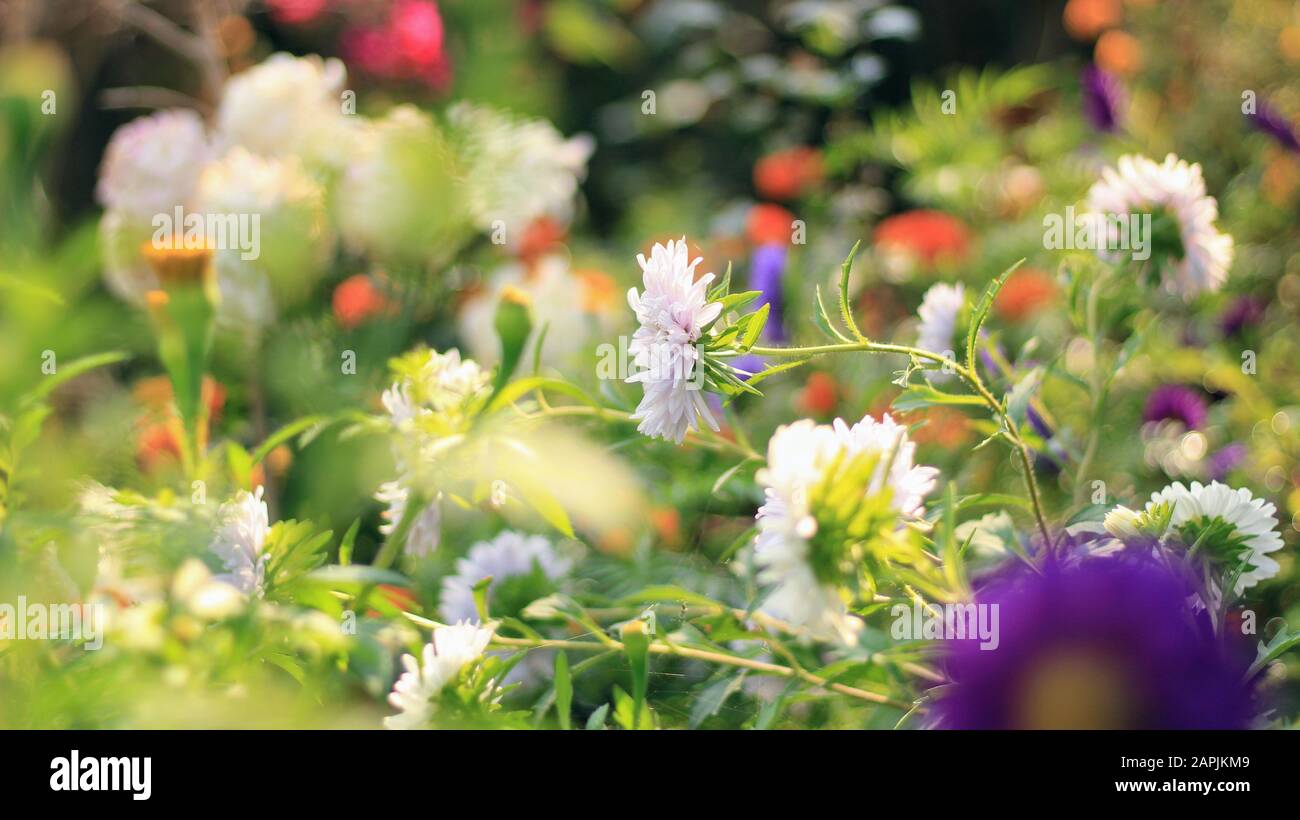 White Aster flowers blooming in the garden in autumn. Stock Photo
