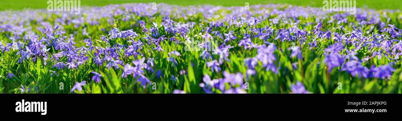 Blue squills: purple spring flowers on a meadow, extra wide panoramic format, suitable as a banner Stock Photo