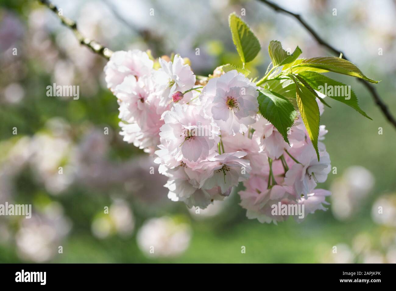 Prunus 'Choshu-Hizakuru' blossom. Stock Photo