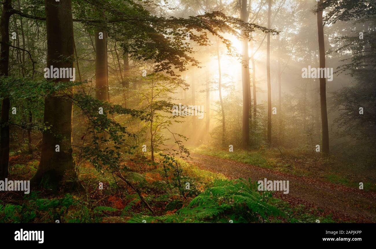 Golden rays of sunlight falling into a misty forest Stock Photo - Alamy