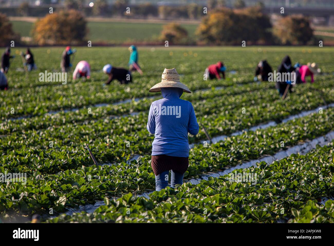 Woman farm worker in large straw hat standing in strawberry field with other farms workers and rows of strawberry plants in background Stock Photo