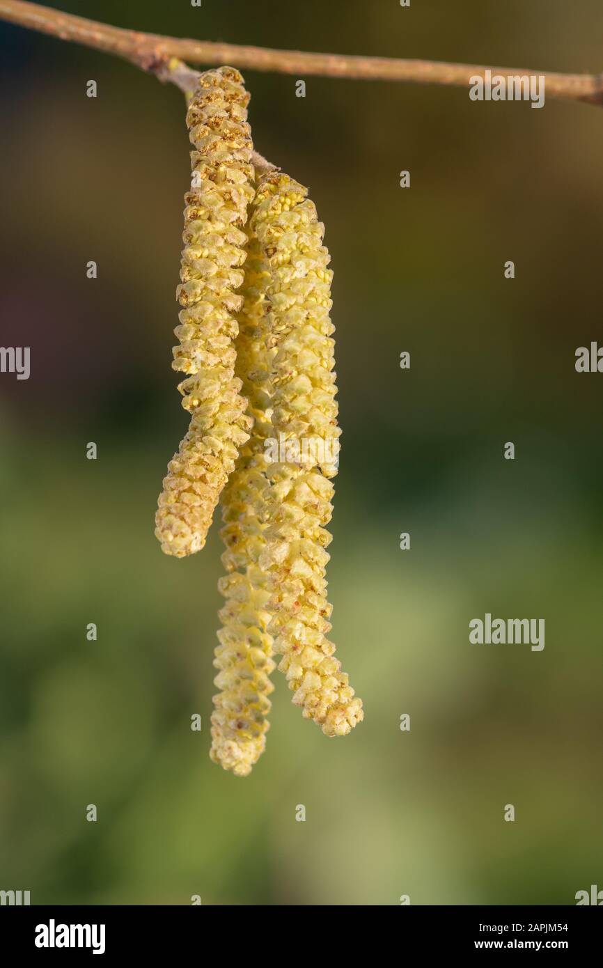 Mature male catkins on a Hazel tree (corylus avellana Stock Photo Alamy