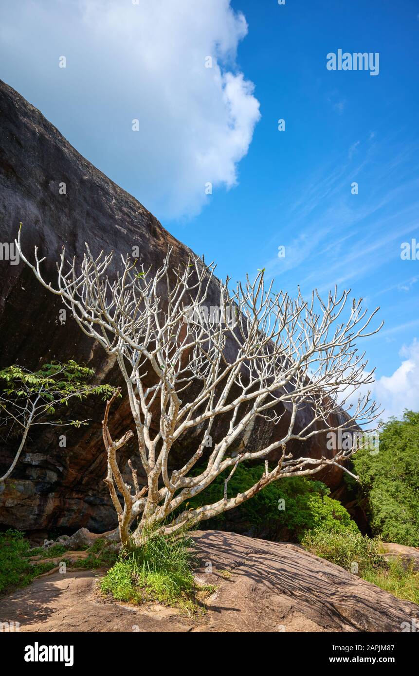 Leafless tree by Pidurangala Rock, Sri Lanka. Stock Photo
