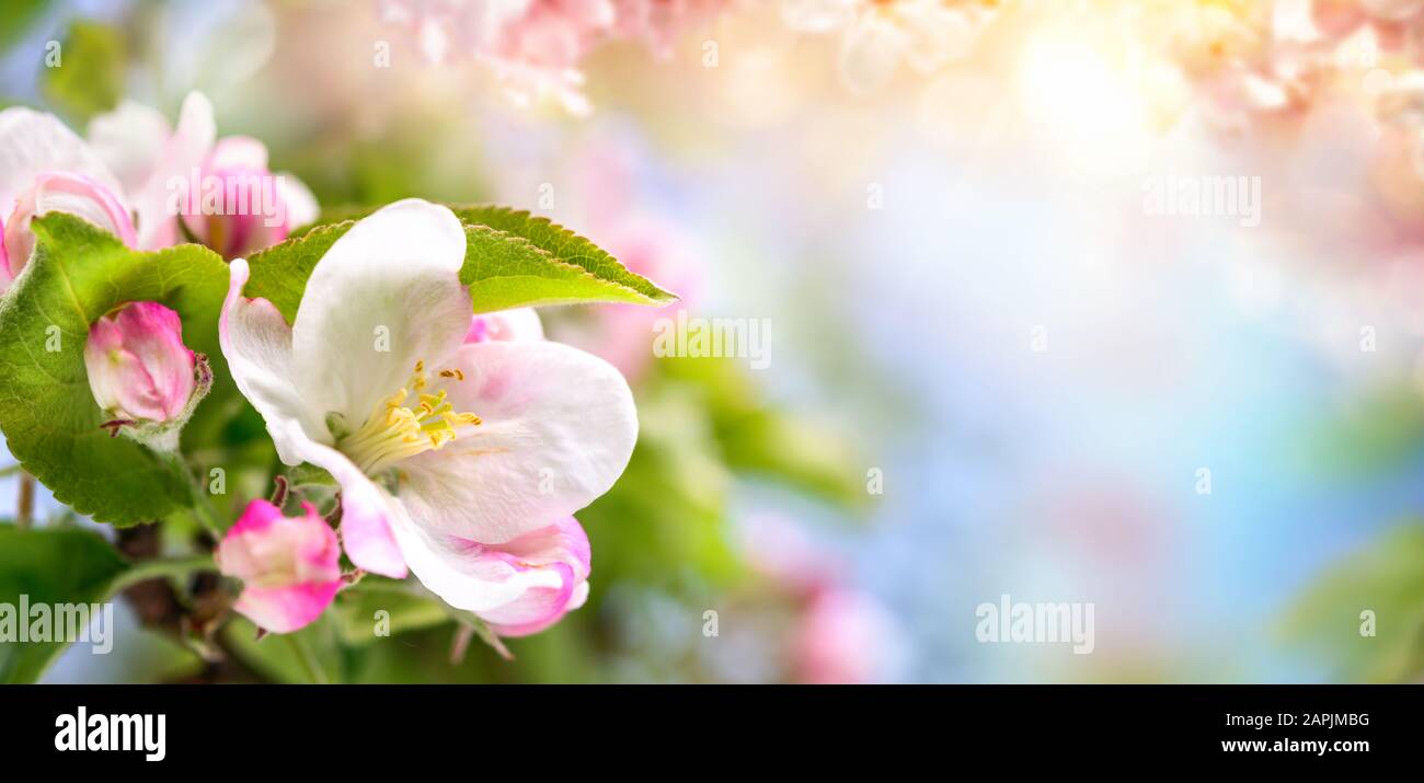 Spring blossoms and blurred background in beautiful dreamy colors, panoramic format Stock Photo