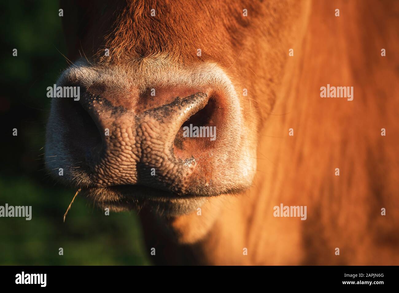 Cow nose close-up, in bright sunlight. Macro image of a cow snout. Red fur cow snout. Domestic animal nose. Brown ox nose close-up. Stock Photo