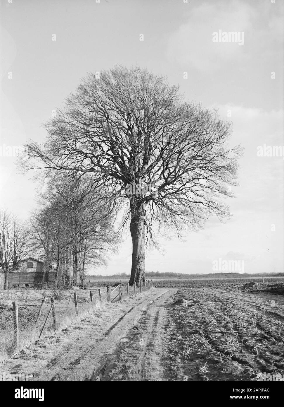 Beech species Black and White Stock Photos & Images - Alamy