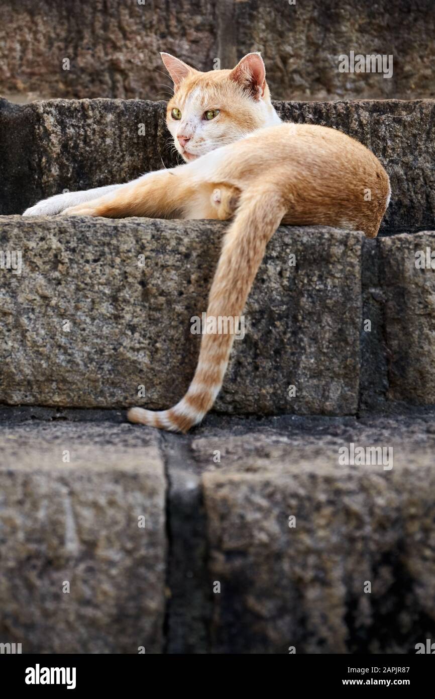 Stray red cat lying on stone stairs, selective focus. Stock Photo