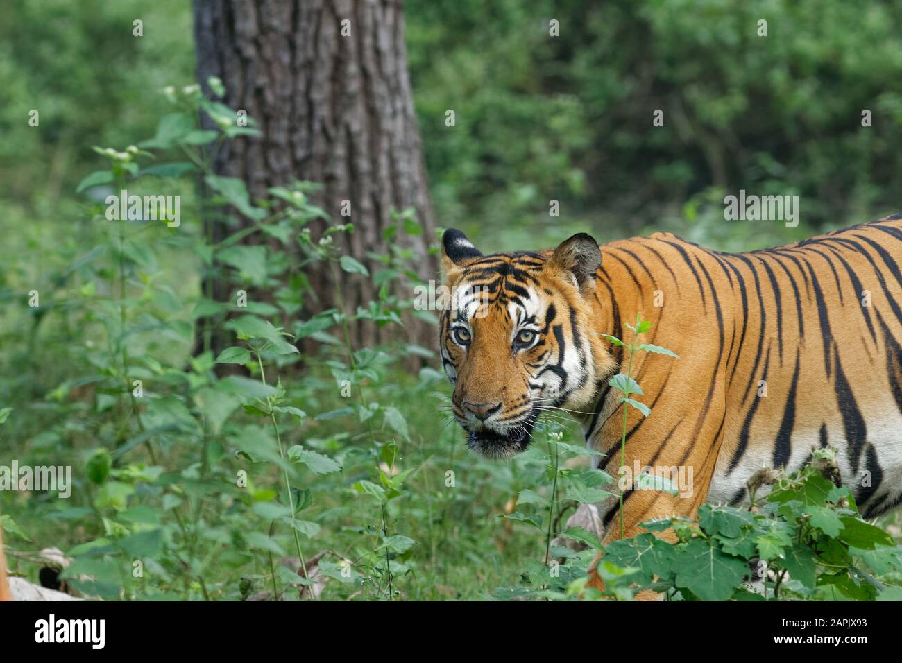 Royal Bengal Tiger-Corbett National Park Stock Photo