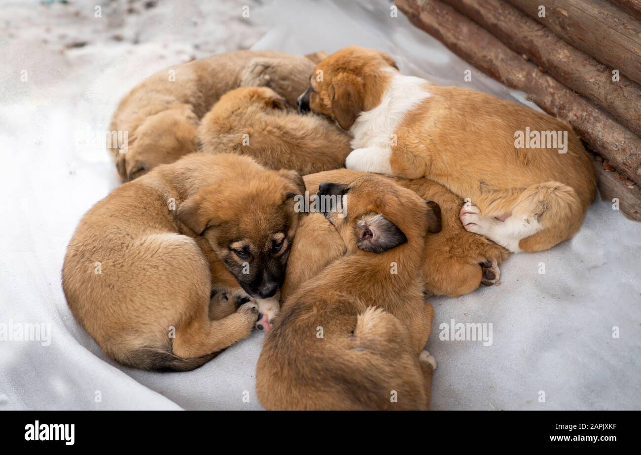 Hungry Puppies High Resolution Stock Photography And Images Alamy