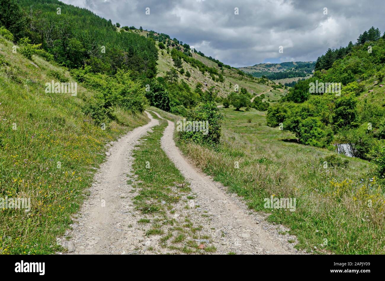 Beautiful coniferous and deciduous  forest, fresh glade with different grass, waterfall and dirt road in Balkan mountain, near Zhelyava village, Sofia Stock Photo