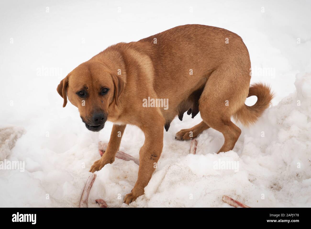 Brown or red stray female dog eating bone on snow to feet her puppies