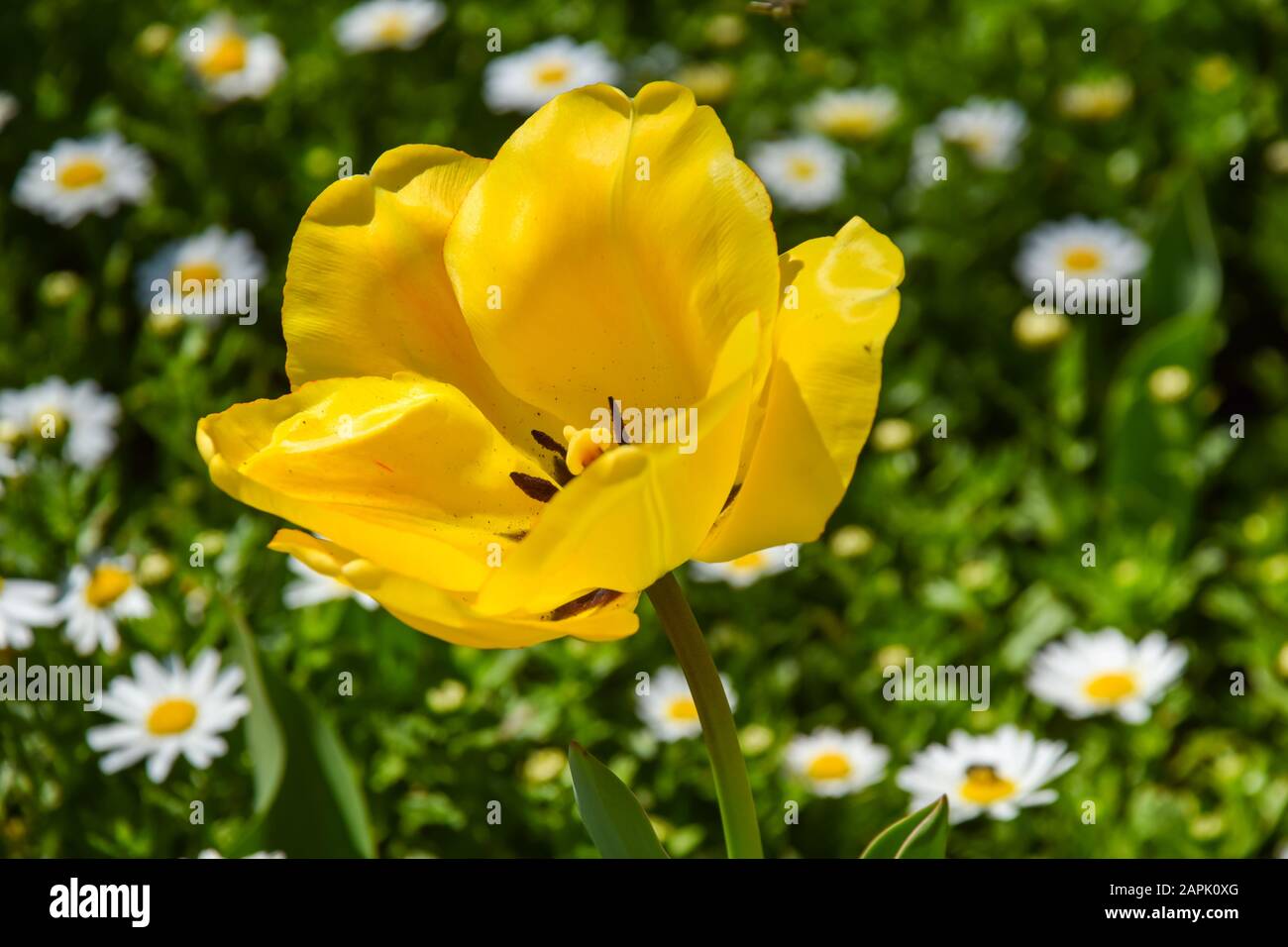 Daisy and tulips hi-res stock photography and images - Alamy