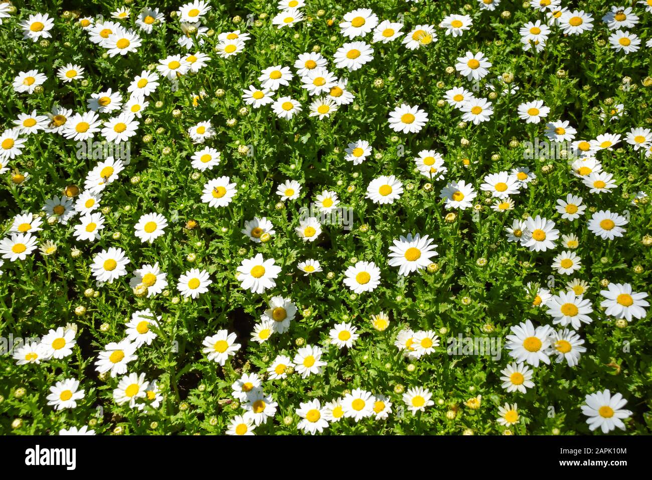 A group of white daisy flowers. Stock Photo