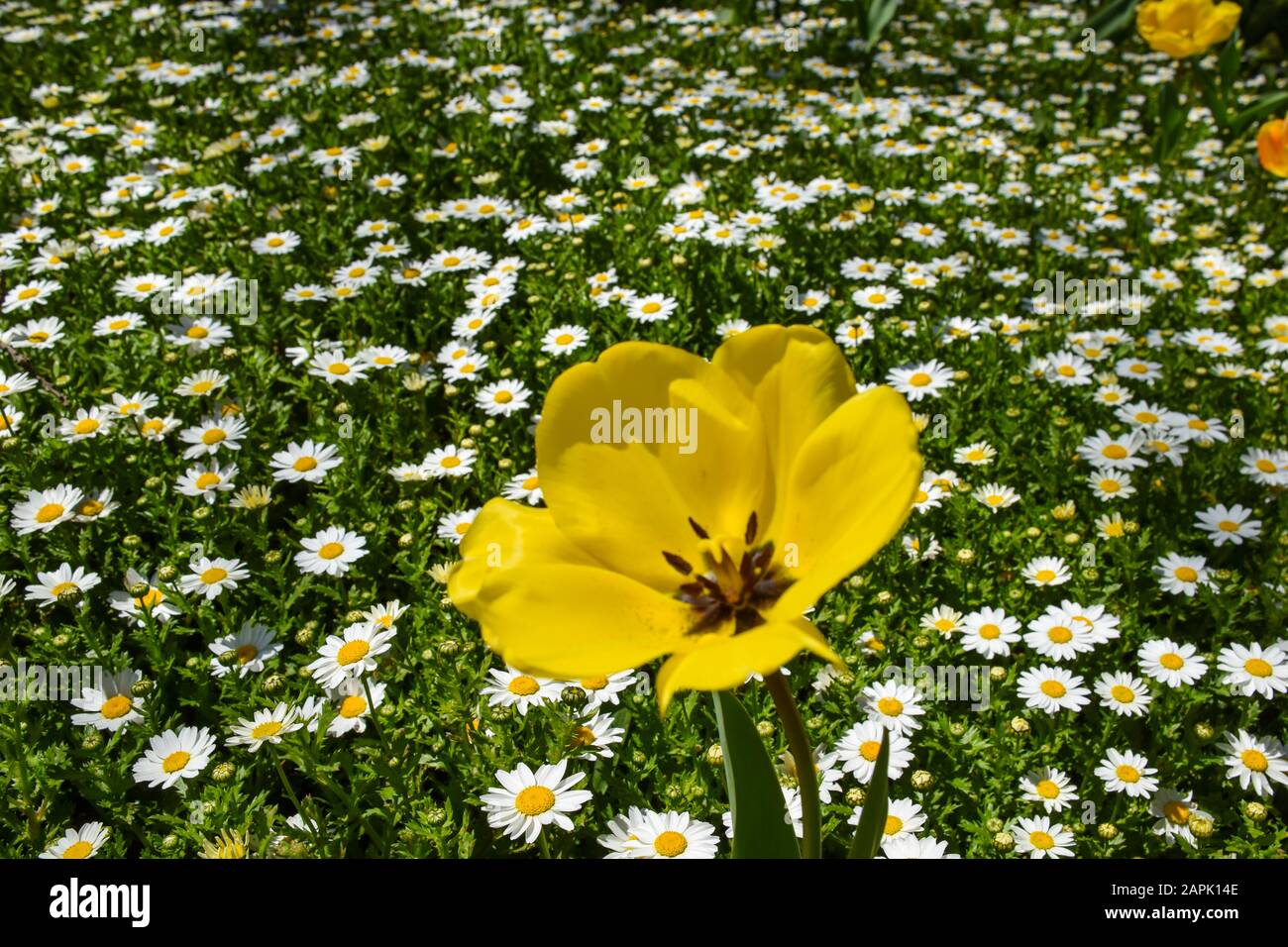 Daisy and tulips hires stock photography and images Alamy