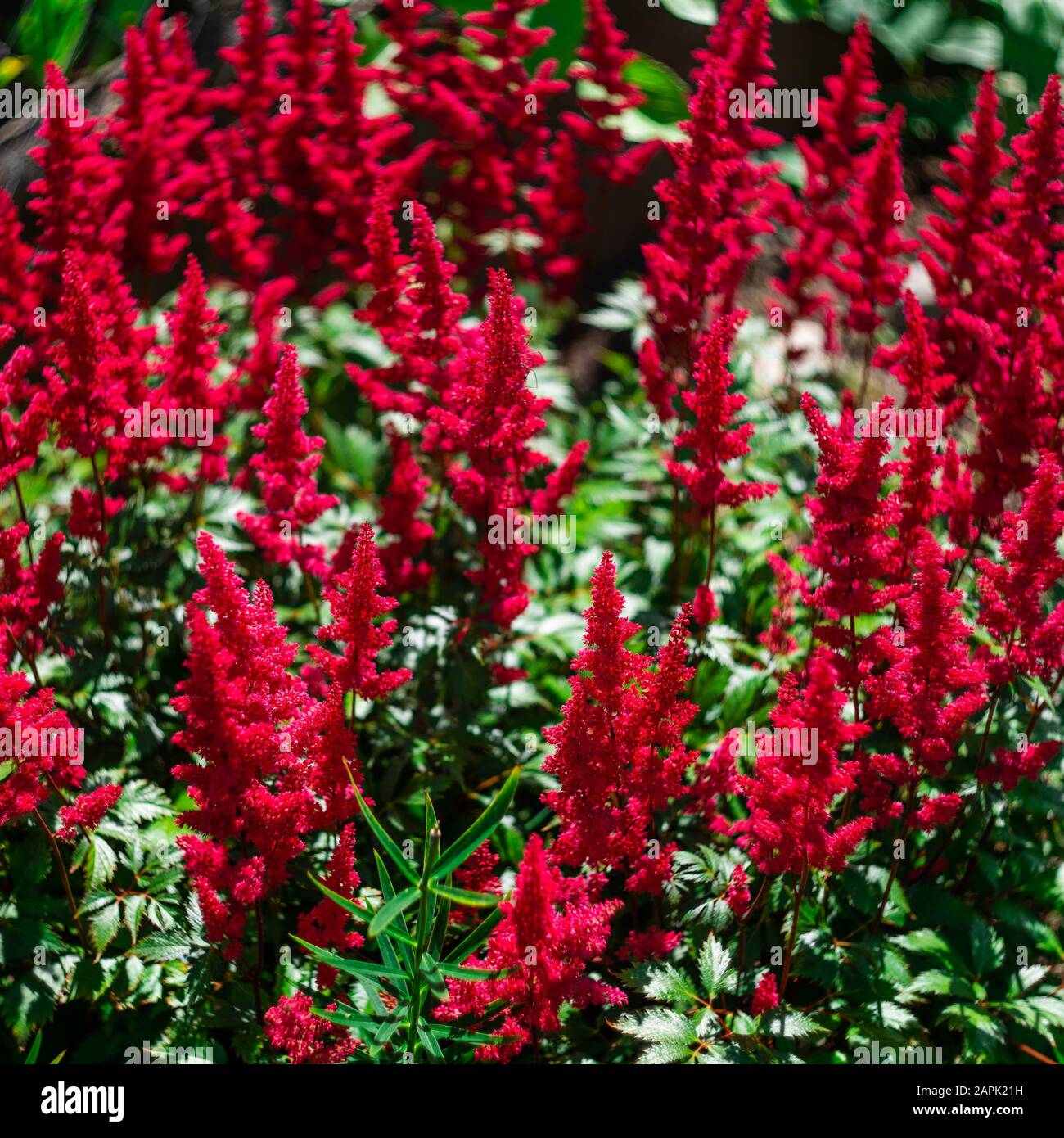 Red Astilbe Flowers. Floral Background Stock Photo