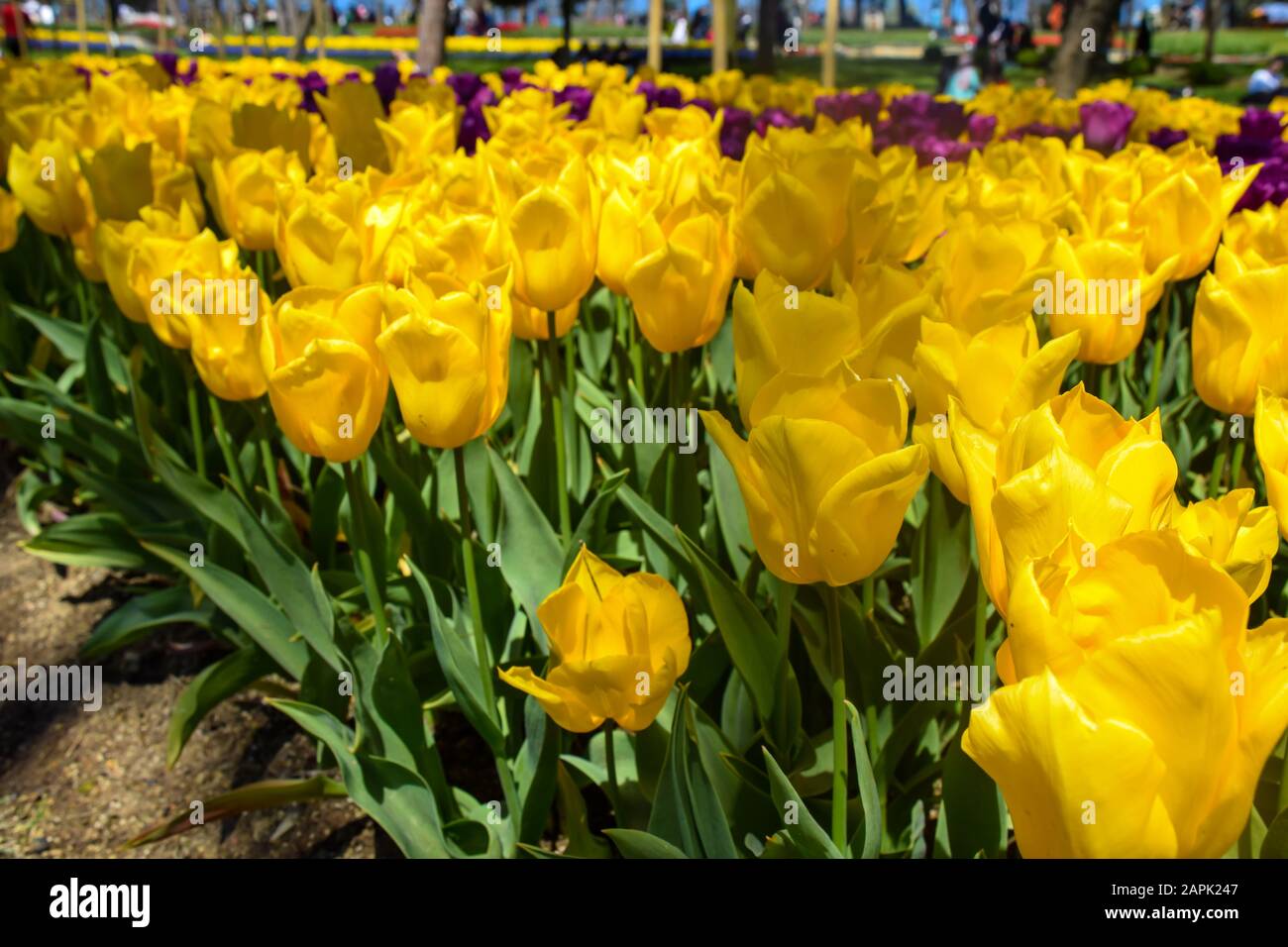 Flower background. Beautiful bouquet of tulips. Istanbul spring gardens ...