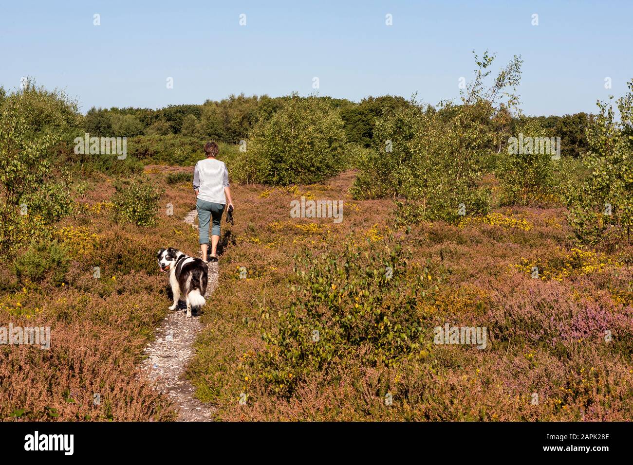 Border Collie dog and owner in Alver Valley Country Park, Gosport, Hampshire, England, UK.  MODEL RELEASED Stock Photo