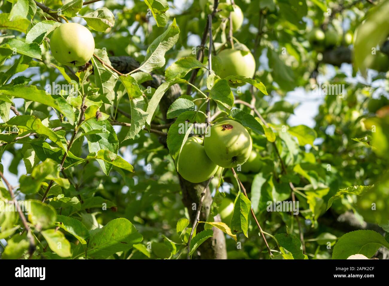 green apples on the tree which have easily rotted due to maggots Stock Photo