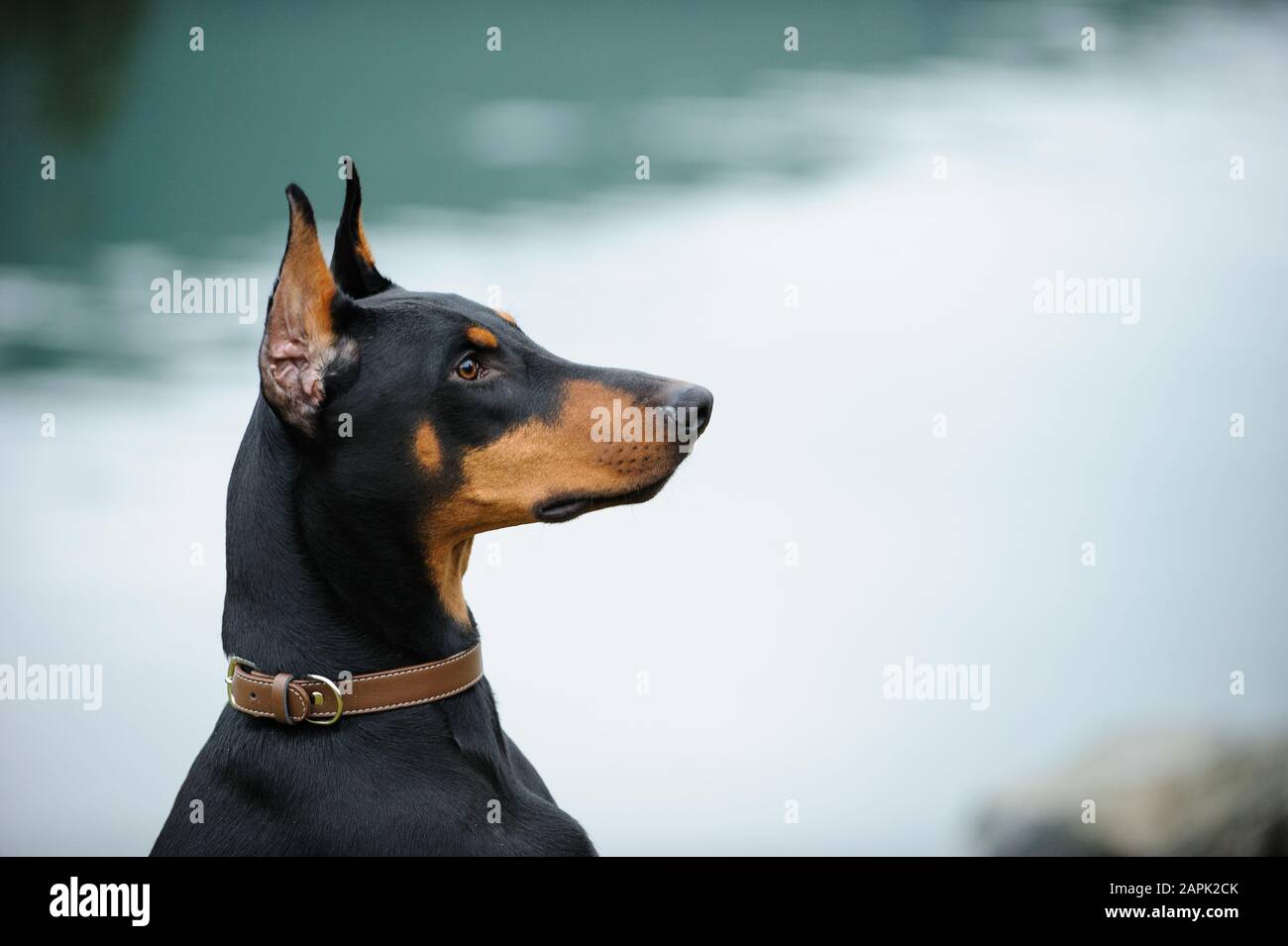 Doberman Pinscher dog outdoor portrait Stock Photo Alamy
