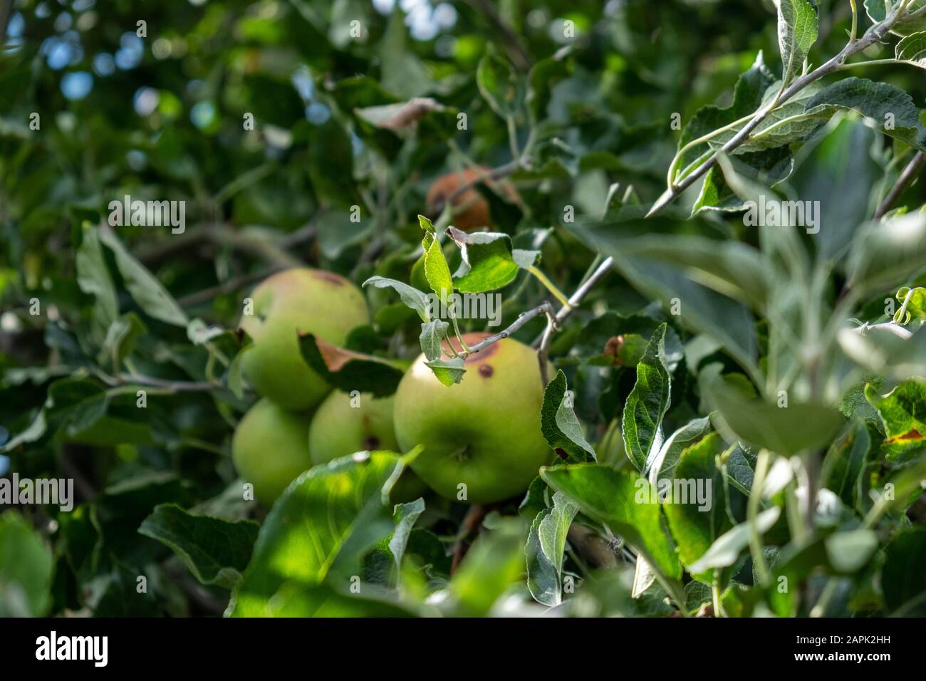 green apples on the tree which have easily rotted due to maggots Stock Photo