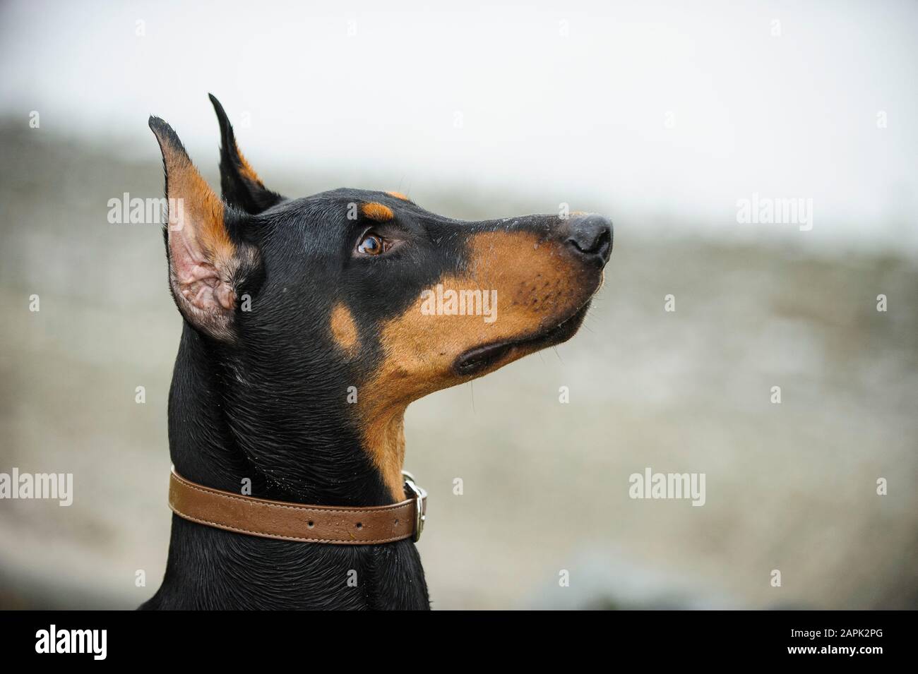 Doberman Pinscher dog outdoor portrait Stock Photo Alamy