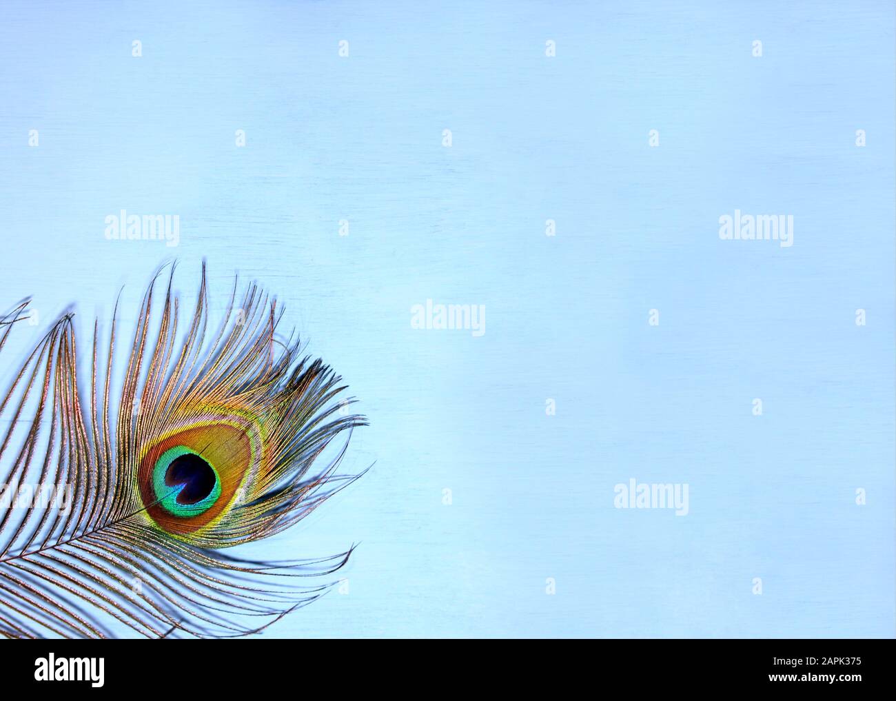 Detail of peacock feather eye on turquoise background. Luxury Abstract  Texture for Peafowl wallpaper, blue-green color. Indian Male peafowl Stock  Photo - Alamy