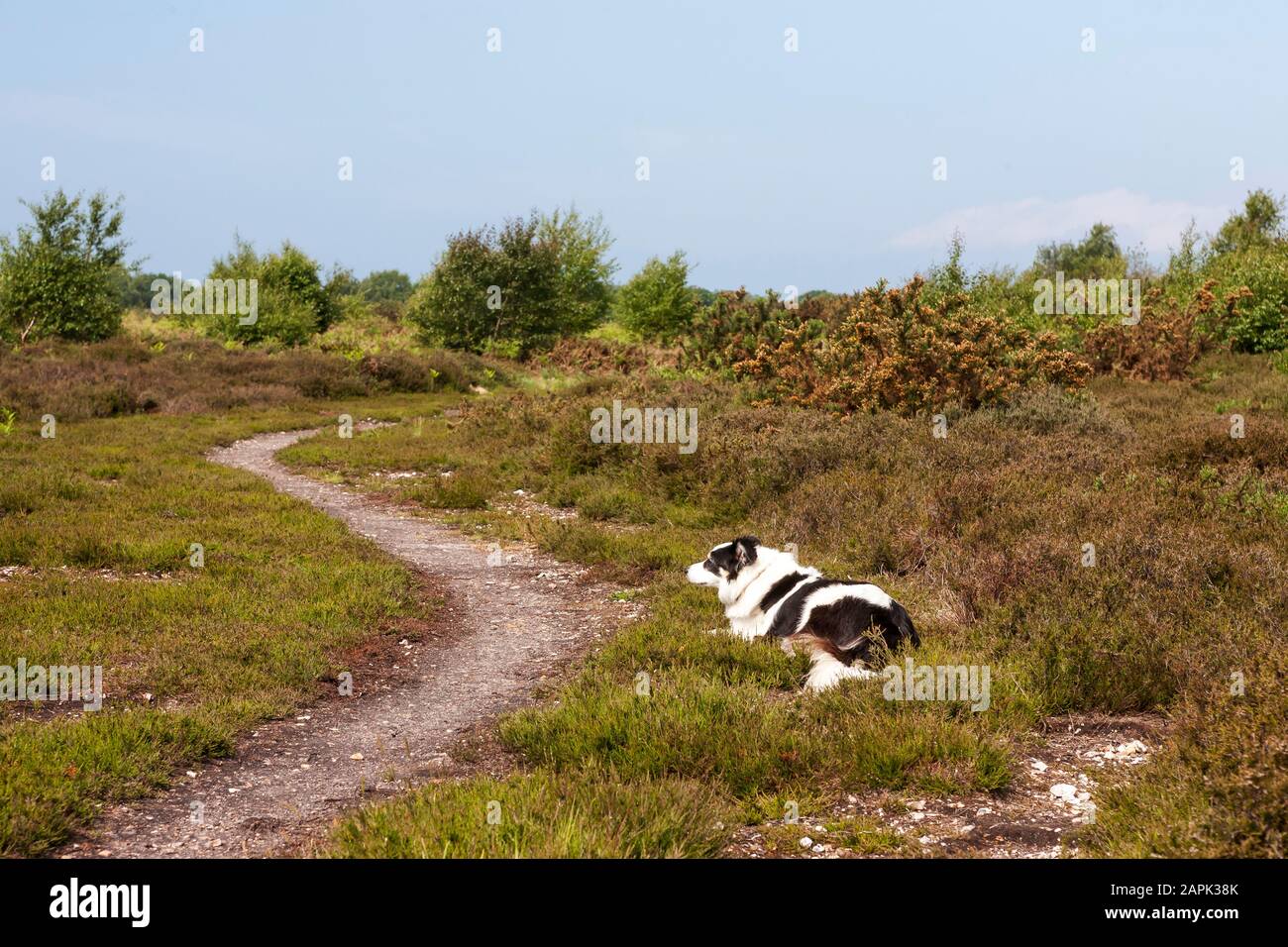 Border Collie dog in Alver Valley Country Park, Gosport, Hampshire, England, UK Stock Photo