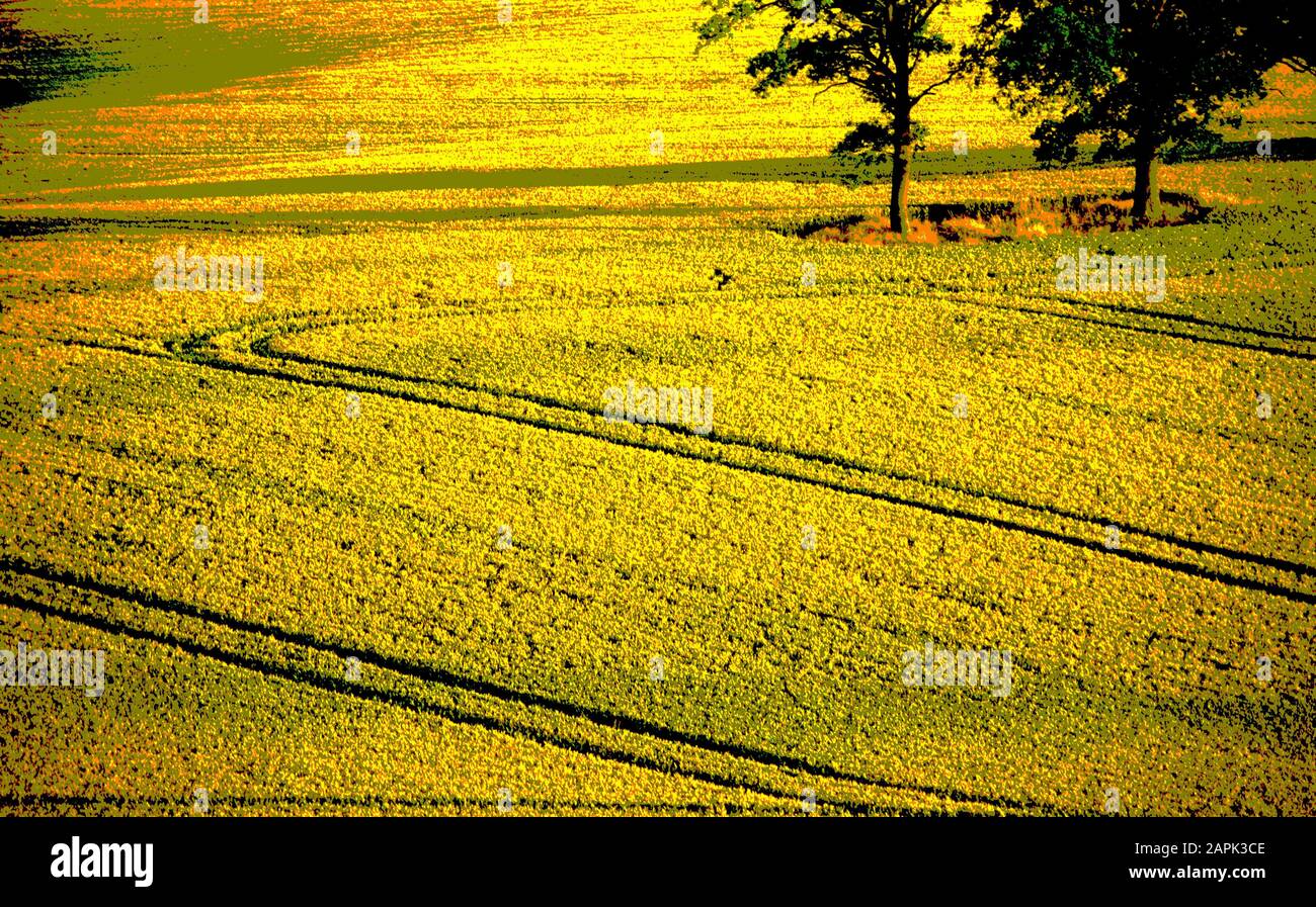 Copse of trees in a wheatfield near Leafield, Oxfordshire, England Stock Photo