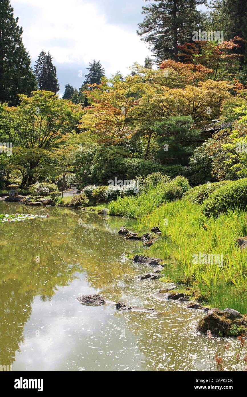 Tall grasses growing alongside a pond with Japanese Maples and evergreen trees in Seattle
