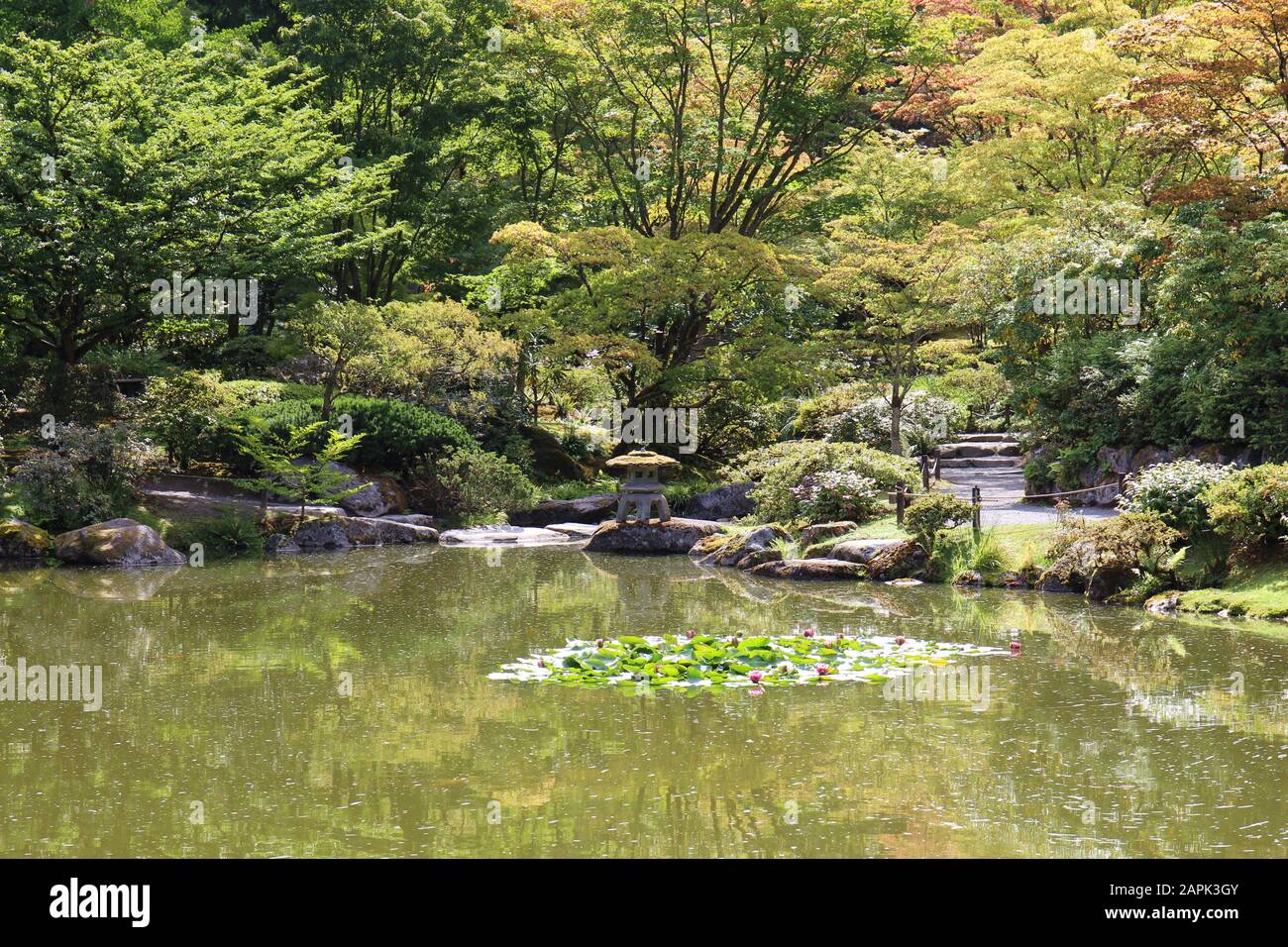 Japanese Maple trees, evergreens, shrubs and ferns backing a large pond with pink water lilies in a Japanese Garden in Seattle, Washington, USA Stock Photo