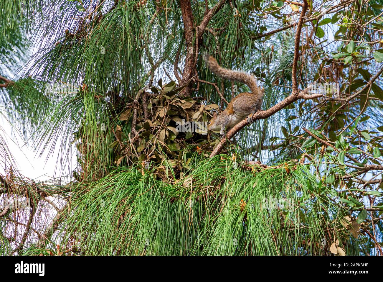 Drey nest of an Eastern gray squirrel (Sciurus carolinensis) in a slash pine (Pinus elliottii densa) - Pine Island Ridge, Davie, Florida, USA Stock Photo