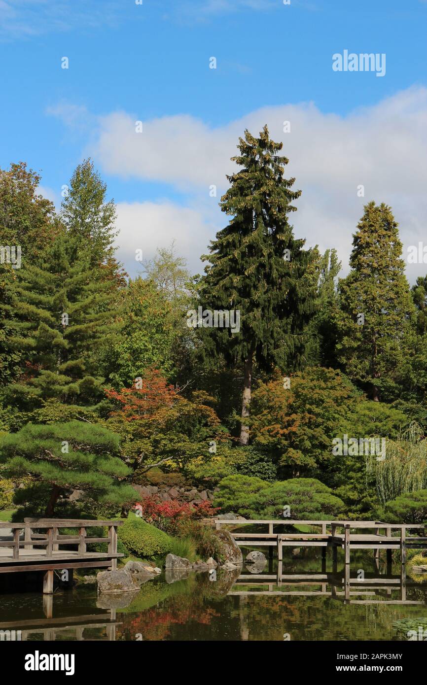 Weeping Japanese Maples High Resolution Stock Photography and Images ...