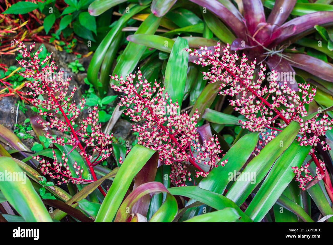 Bromeliad (Aechmea fulgens x ramosa hybrid, 'Shining Light' cultivar) - Davie, Florida, USA Stock Photo
