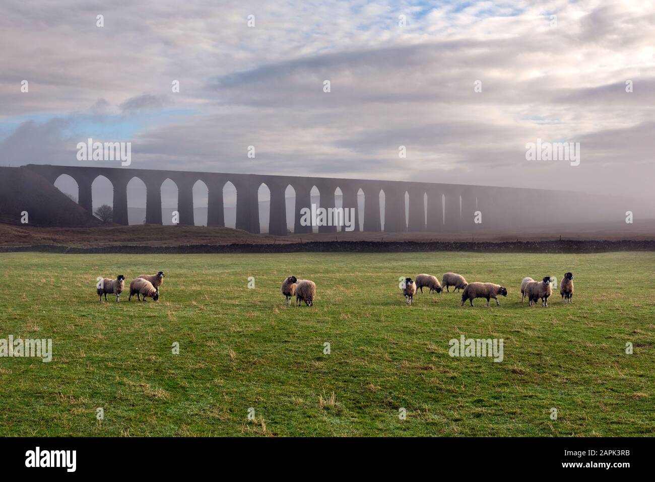 Swaledale sheep graze at Ribblehead Viaduct on a misty Winter morning Yorkshire Dales National Park, UK. Stock Photo