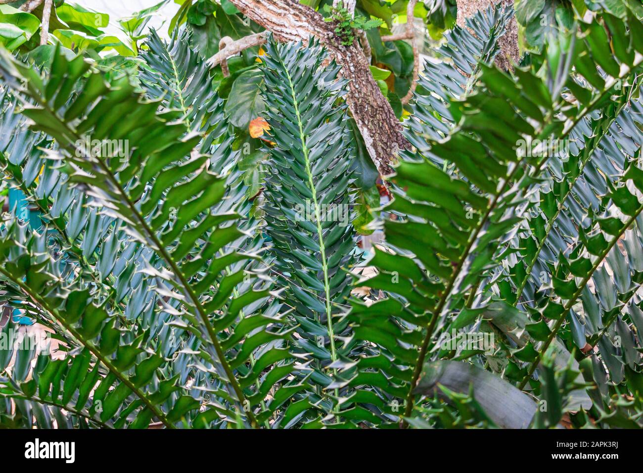 Alexandria cycad (Encephalartos arenarius) - Davie, Florida, USA Stock Photo
