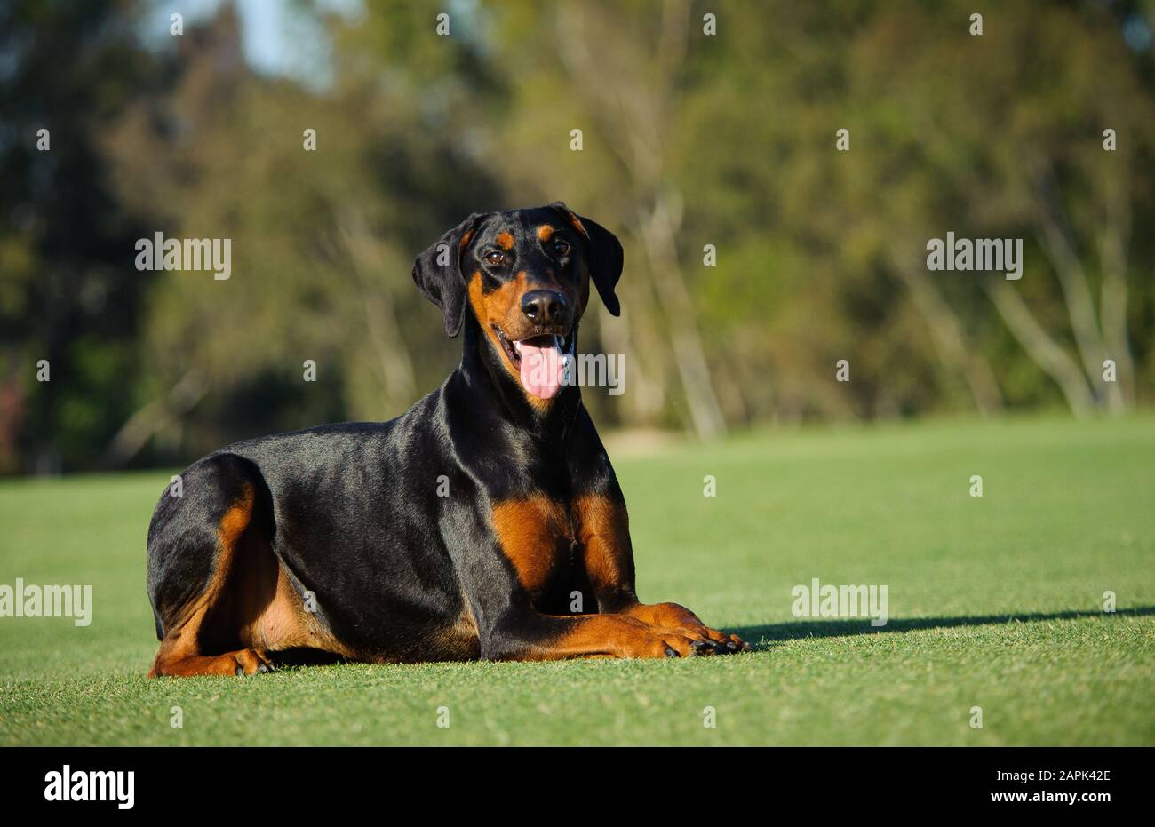 Doberman Pinscher dog outdoor portrait Stock Photo